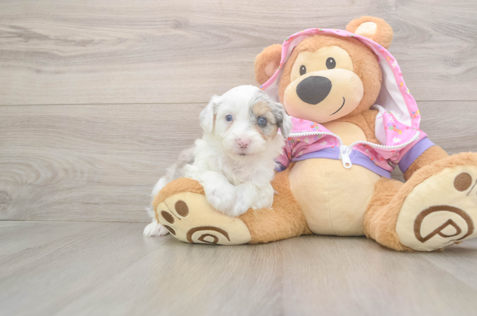 8 week old Mini Aussiedoodle Puppy For Sale - Windy City Pups