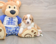 6 week old Mini Aussiedoodle Puppy For Sale - Windy City Pups