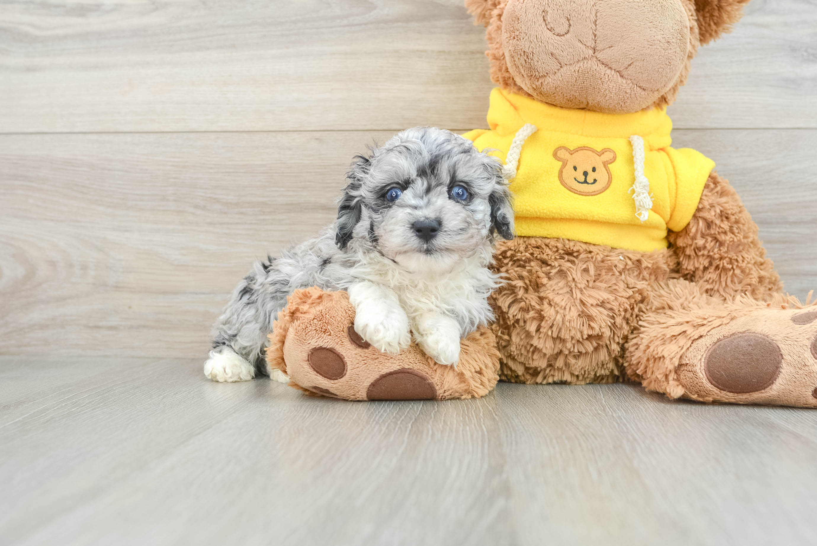 mini aussie and poodle mix