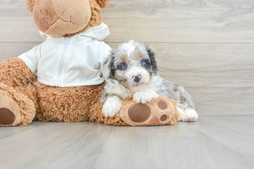 Mini Aussiedoodle Puppy for Adoption