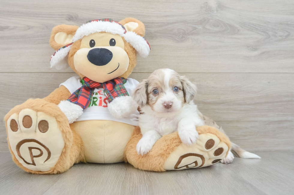 6 week old Mini Aussiedoodle Puppy For Sale - Windy City Pups