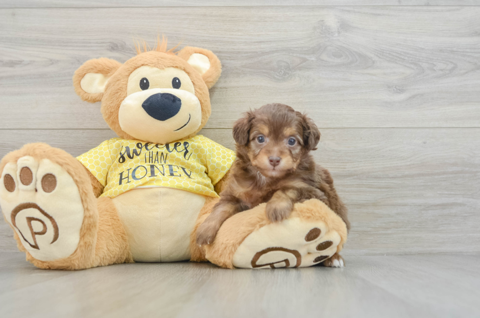 6 week old Mini Aussiedoodle Puppy For Sale - Windy City Pups