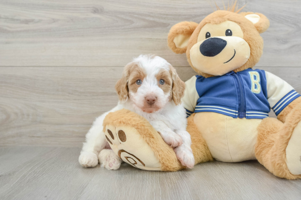 6 week old Mini Aussiedoodle Puppy For Sale - Windy City Pups