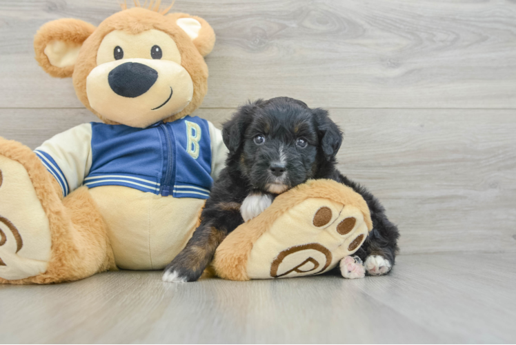 Mini Aussiedoodle Puppy for Adoption