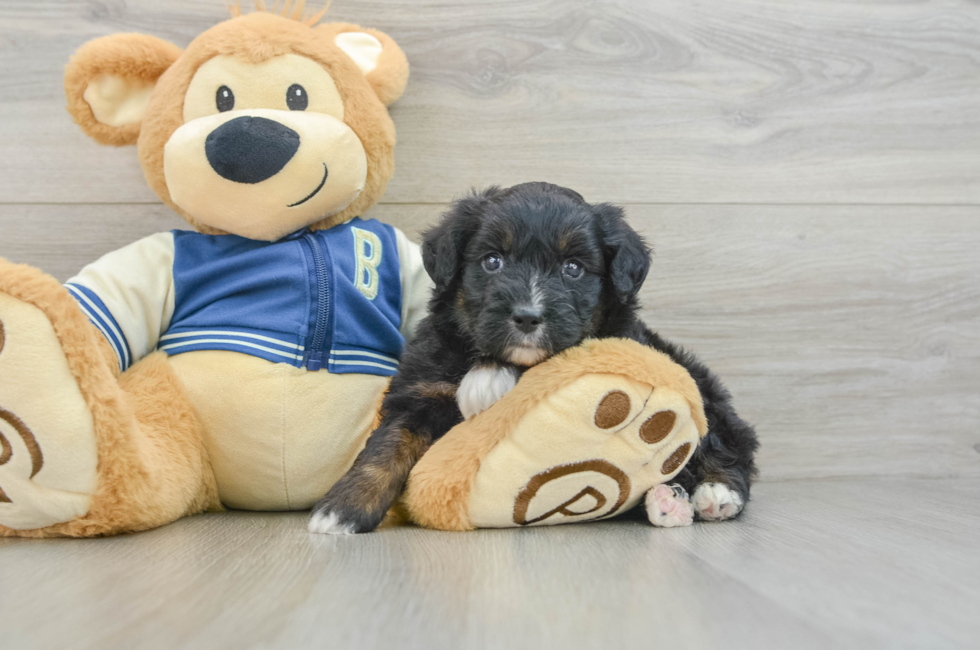 8 week old Mini Aussiedoodle Puppy For Sale - Windy City Pups