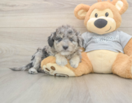 7 week old Mini Aussiedoodle Puppy For Sale - Windy City Pups