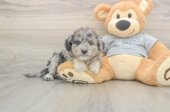 5 week old Mini Aussiedoodle Puppy For Sale - Windy City Pups Best Mini Aussiedoodle Baby