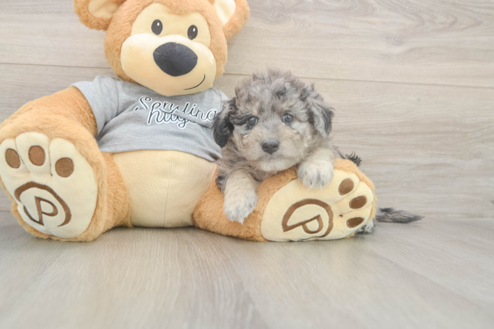 Mini Aussiedoodle Puppy for Adoption