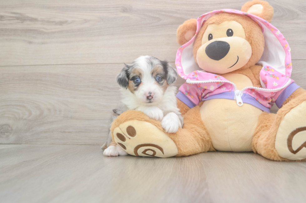 8 week old Mini Aussiedoodle Puppy For Sale - Windy City Pups