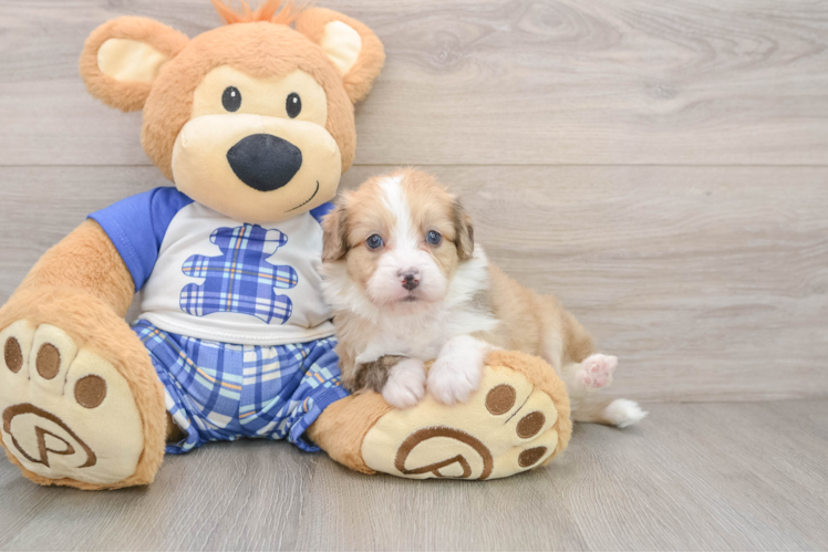 Playful Mini Aussiepoodle Poodle Mix Puppy