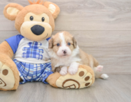 6 week old Mini Aussiedoodle Puppy For Sale - Windy City Pups