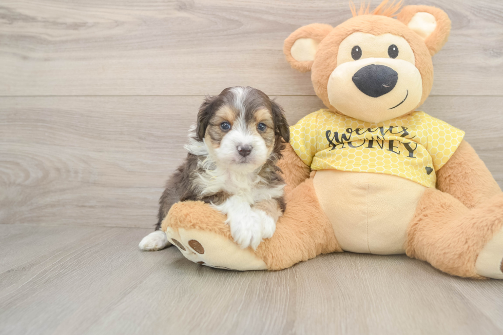 Smart Mini Aussiedoodle Poodle Mix Pup