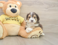 7 week old Mini Aussiedoodle Puppy For Sale - Windy City Pups