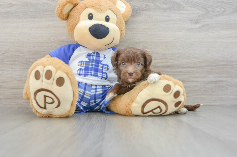 7 week old Mini Aussiedoodle Puppy For Sale - Windy City Pups