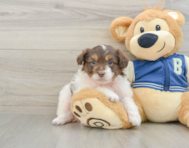 8 week old Mini Aussiedoodle Puppy For Sale - Windy City Pups