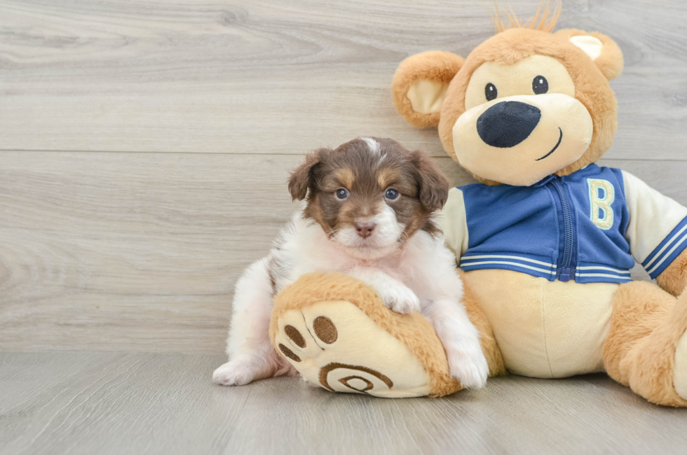 8 week old Mini Aussiedoodle Puppy For Sale - Windy City Pups