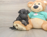 8 week old Mini Aussiedoodle Puppy For Sale - Windy City Pups