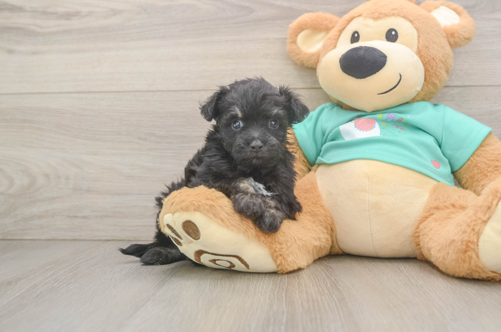 5 week old Mini Aussiedoodle Puppy For Sale - Windy City Pups