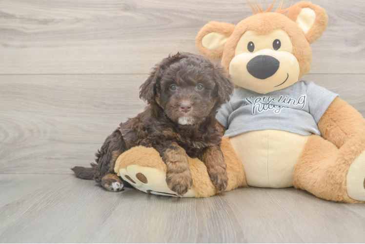 Small Mini Aussiedoodle Baby