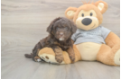 Small Mini Aussiedoodle Baby