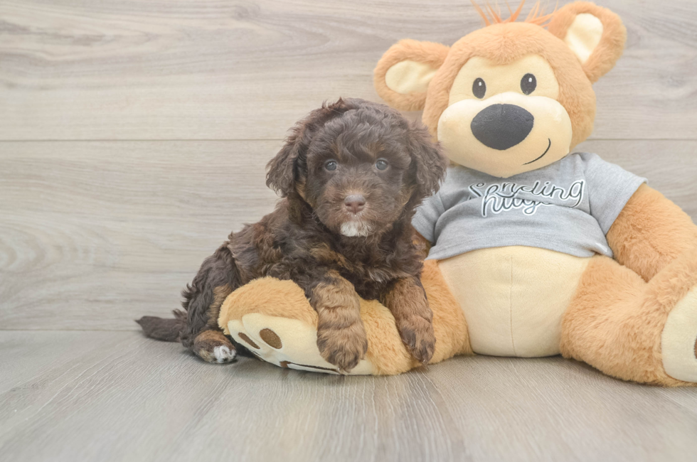 5 week old Mini Aussiedoodle Puppy For Sale - Windy City Pups