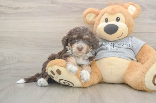 5 week old Mini Aussiedoodle Puppy For Sale - Windy City Pups Energetic Aussie Poo Poodle Mix Puppy