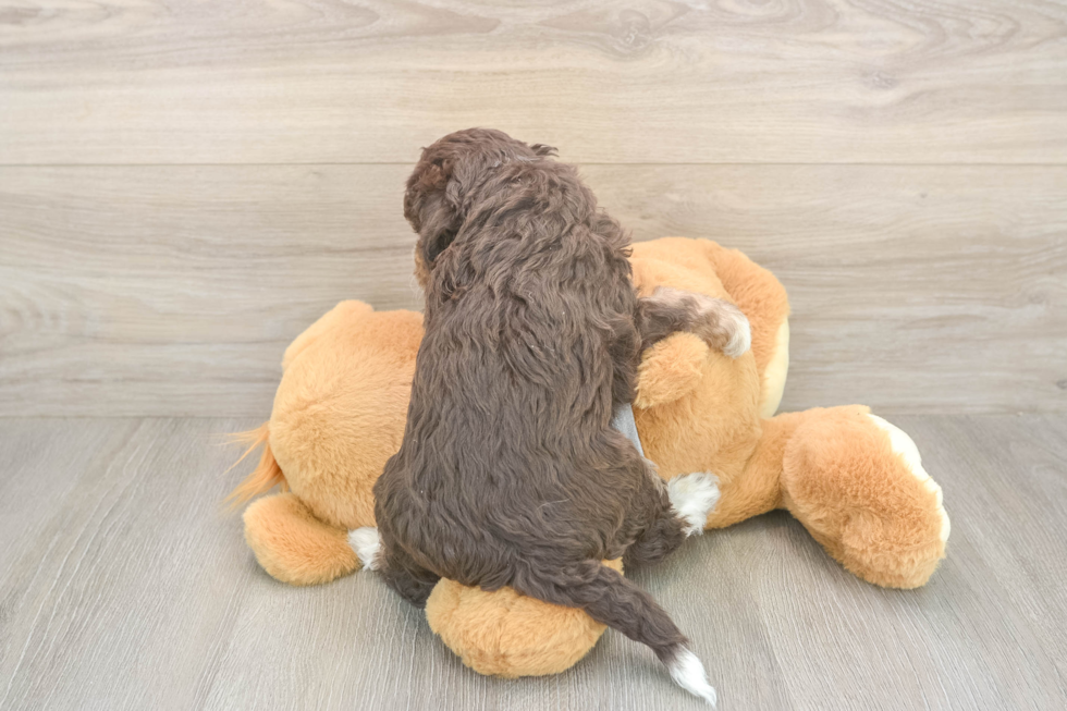 Mini Aussiedoodle Puppy for Adoption