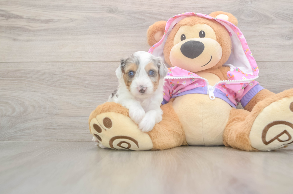 8 week old Mini Aussiedoodle Puppy For Sale - Windy City Pups
