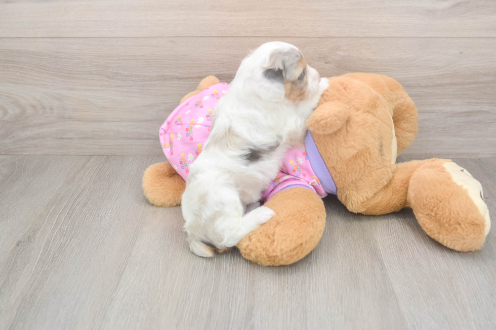 Best Mini Aussiedoodle Baby