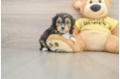 Best Mini Aussiedoodle Baby
