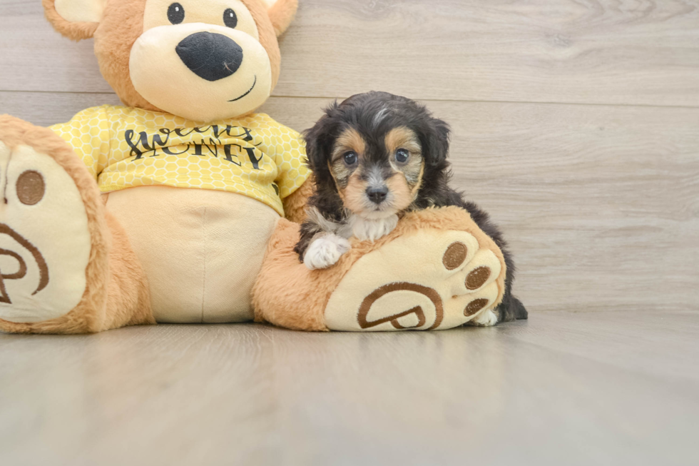 Mini Aussiedoodle Puppy for Adoption