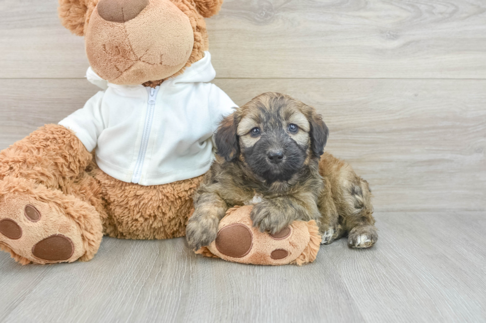 Mini Aussiedoodle Puppy for Adoption