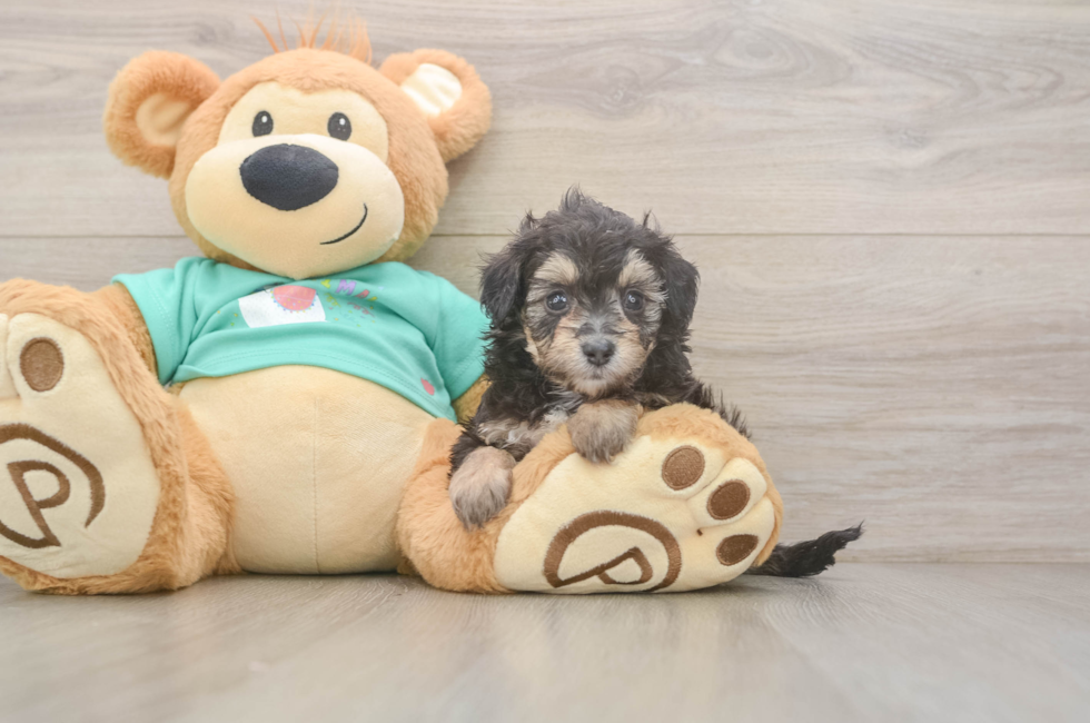 5 week old Mini Aussiedoodle Puppy For Sale - Windy City Pups