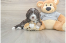 Funny Mini Aussiedoodle Poodle Mix Pup