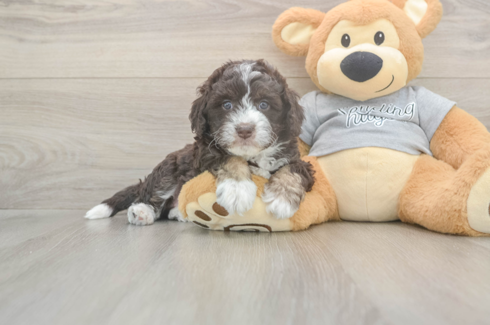 5 week old Mini Aussiedoodle Puppy For Sale - Windy City Pups