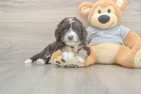 5 week old Mini Aussiedoodle Puppy For Sale - Windy City Pups Funny Mini Aussiedoodle Poodle Mix Pup