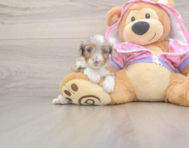 8 week old Mini Aussiedoodle Puppy For Sale - Windy City Pups