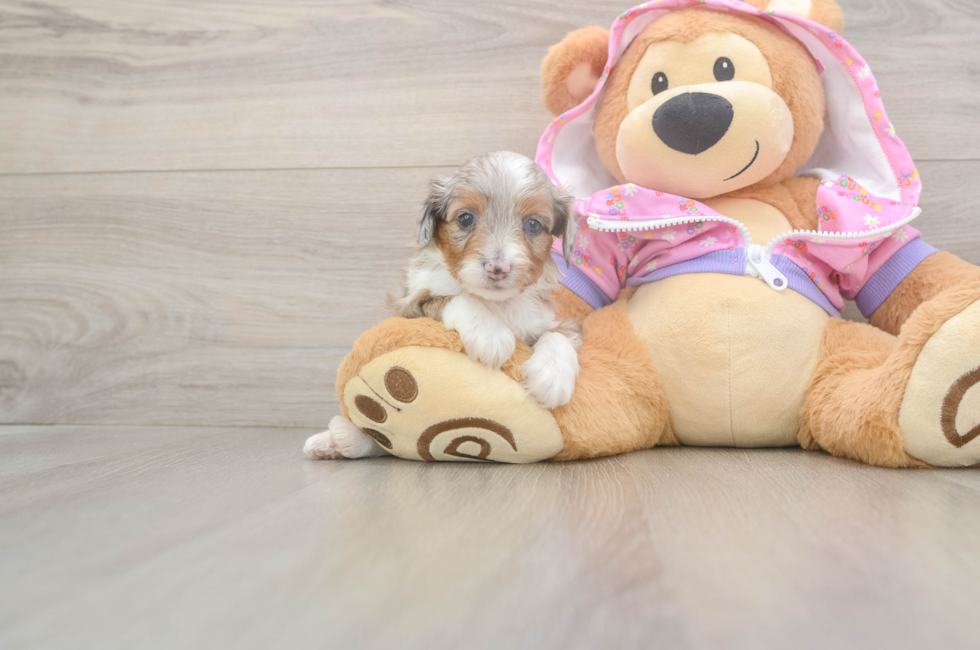 8 week old Mini Aussiedoodle Puppy For Sale - Windy City Pups
