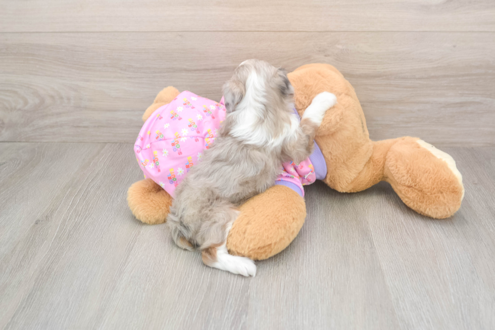 Mini Aussiedoodle Pup Being Cute