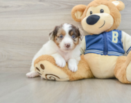 9 week old Mini Aussiedoodle Puppy For Sale - Windy City Pups