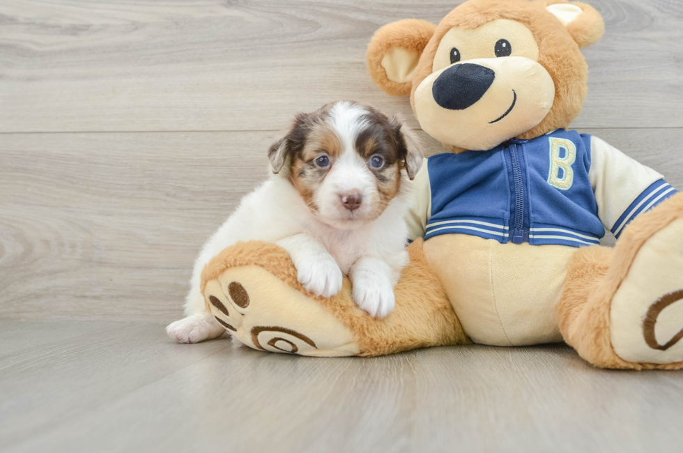 8 week old Mini Aussiedoodle Puppy For Sale - Windy City Pups
