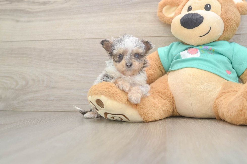5 week old Mini Aussiedoodle Puppy For Sale - Windy City Pups