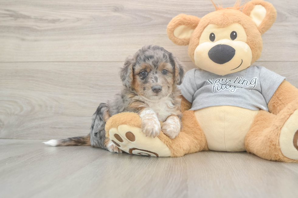 Mini Aussiedoodle Puppy for Adoption