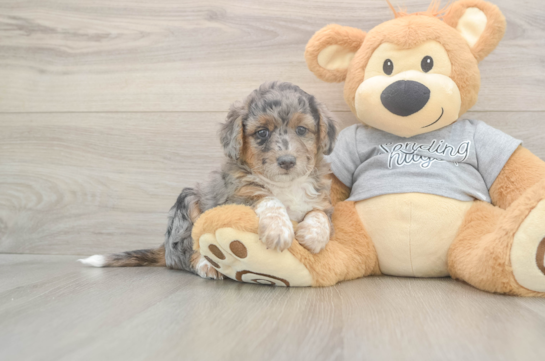 5 week old Mini Aussiedoodle Puppy For Sale - Windy City Pups Mini Aussiedoodle Puppy for Adoption
