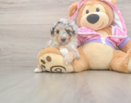 8 week old Mini Aussiedoodle Puppy For Sale - Windy City Pups