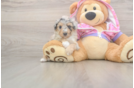 Sweet Mini Aussiedoodle Baby
