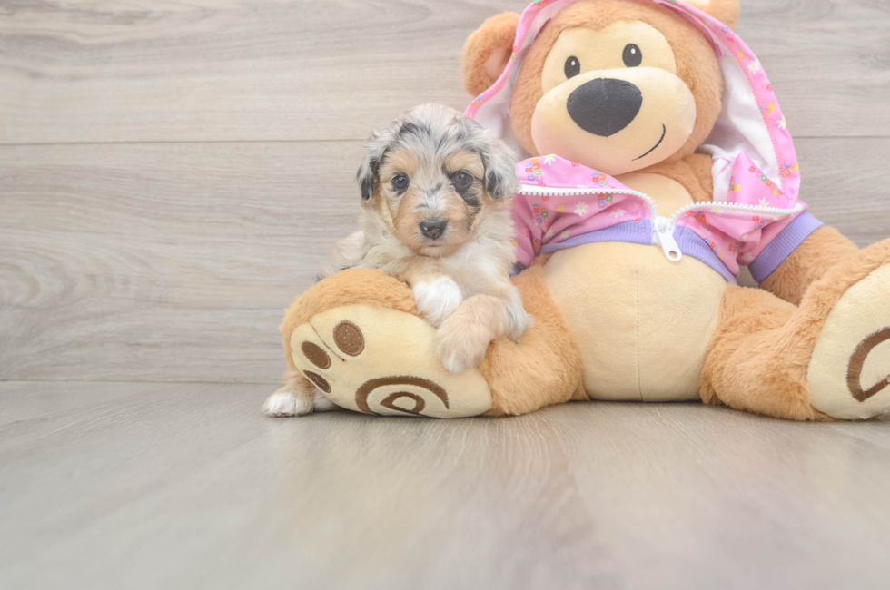 8 week old Mini Aussiedoodle Puppy For Sale - Windy City Pups
