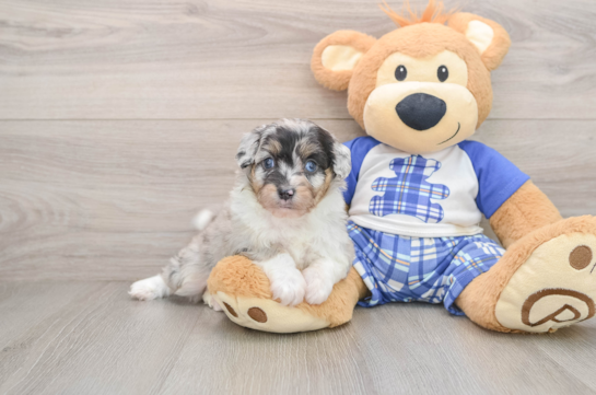 Sweet Mini Aussiedoodle Baby