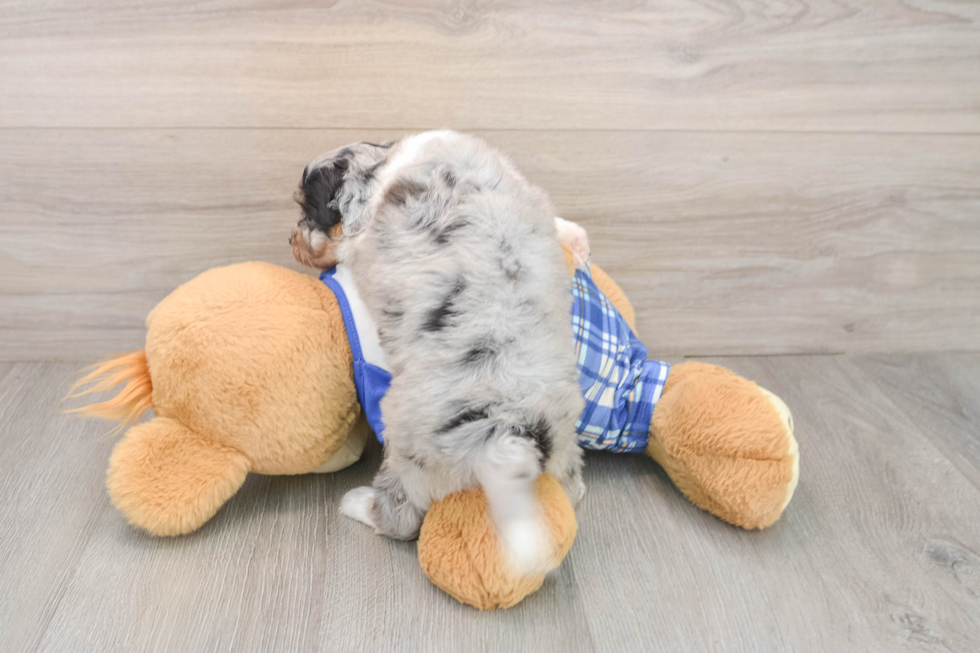 Best Mini Aussiedoodle Baby