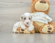 7 week old Mini Aussiedoodle Puppy For Sale - Windy City Pups